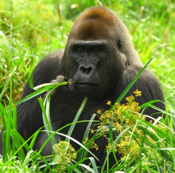 Chimpanze