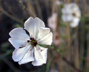 Compagnon blanc