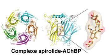 Photo_Toxine