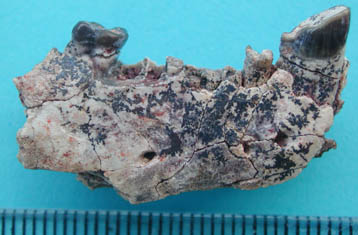 Photo_Fossile1