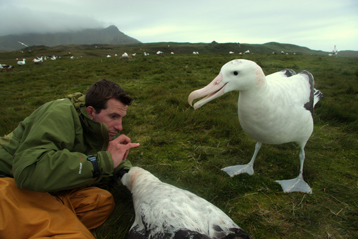 Photo_Albatros2