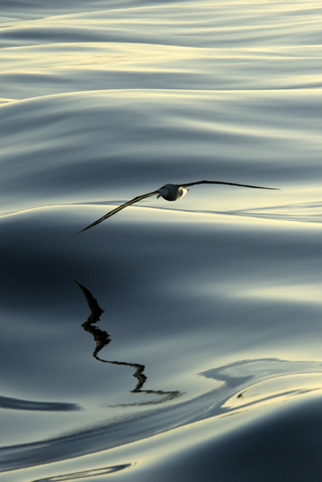 Photo_Albatros4