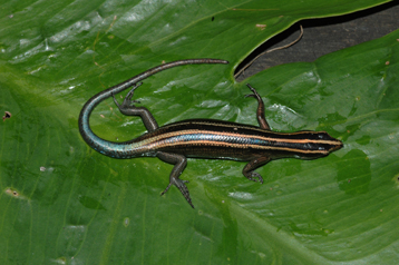 Lezard