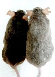 Souris2