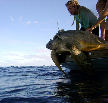 Tortue marine
