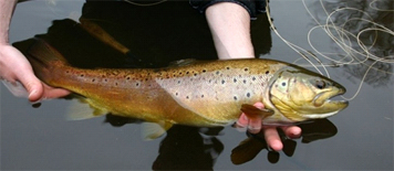 poissonair