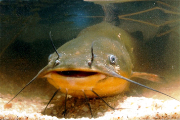 poissoneau