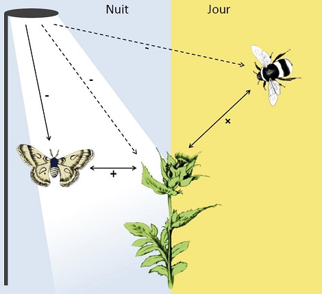 Effets en cascade