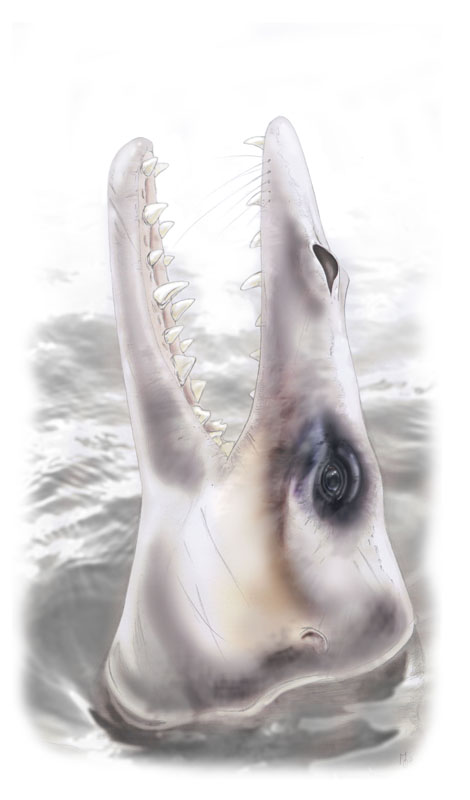 Protocète