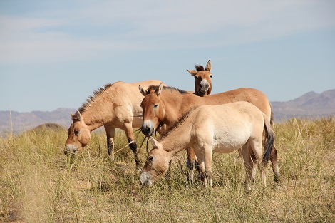 Chevaux de Przéwalski