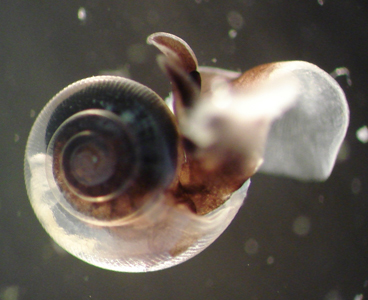 pteropode