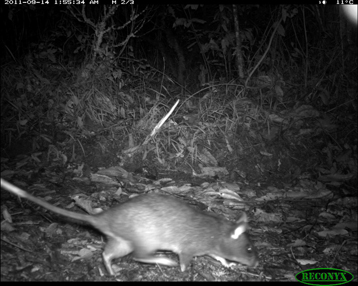 Rat2