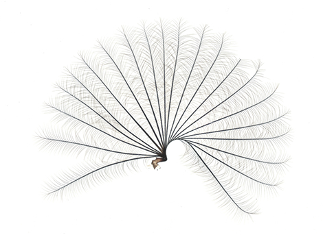 Eventail de Rhagovelia
