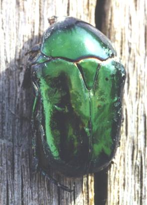 Scarabee cetoine