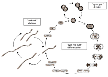 Ramlibacter tataouinensis