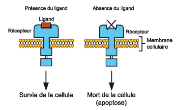 RecepteurDependance