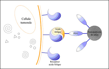sch&eacute;ma nanoparticules
