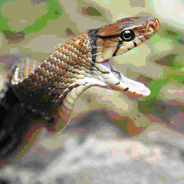 Serpiente