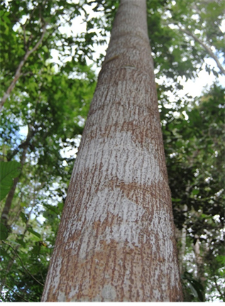Image1