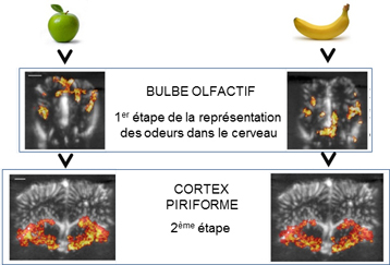 Olfaction_Activation cérébrale par imagerie ultrasonore