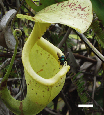 Plante carnivore