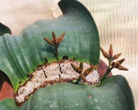 Welwitschia 1