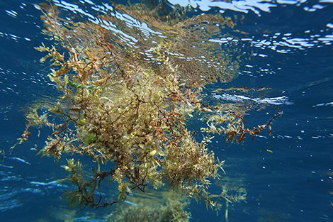 floating sargassum