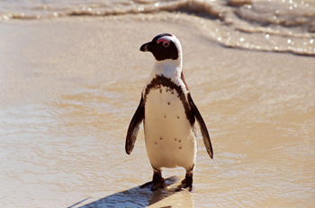 African penguin