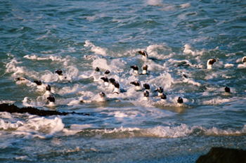 African penguins among the waves