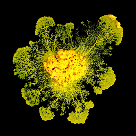 Slime mold