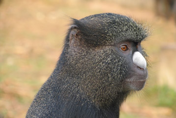 cercopitheque