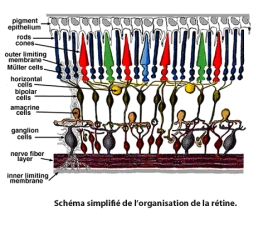 Simple diagrama de la organización de la retina