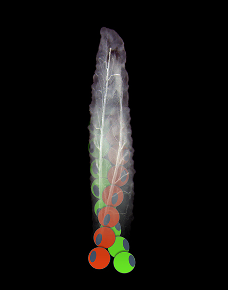 myosin1D asymmetric larva