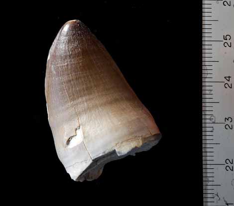 Tooth 2