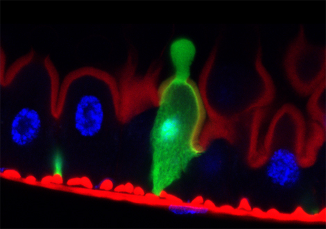 Enterocytes 470 EN