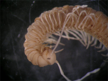 Fig1