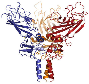 collagene