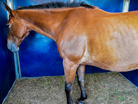 horse depression
