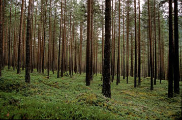 bosques boreales