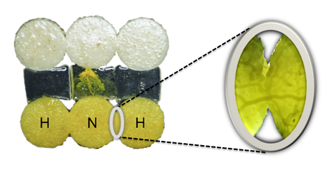 slime mold fusion