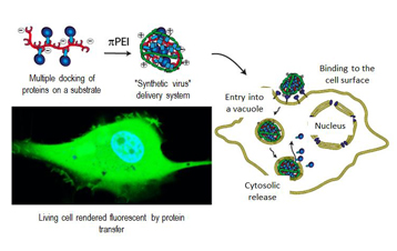 virus_chimique_en