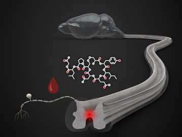 oxytocin