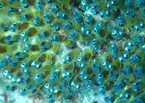 Clownfish spawn
