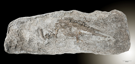 fossil