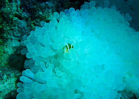 Juvenile clownfish