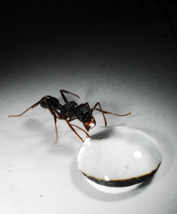 image fourmis1