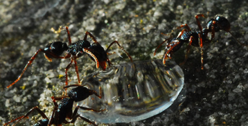 image fourmis2