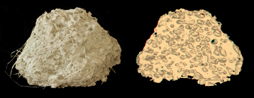 ant nest