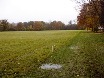soil of park grass
