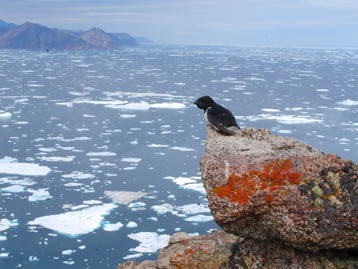 A little auk contemplates the Arctic Ocean